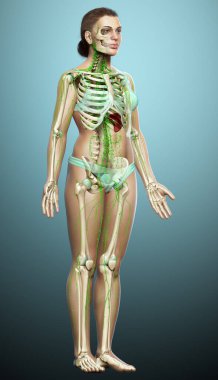 3D, tıbbi olarak bir kadın lenf sisteminin doğru bir çizimi.