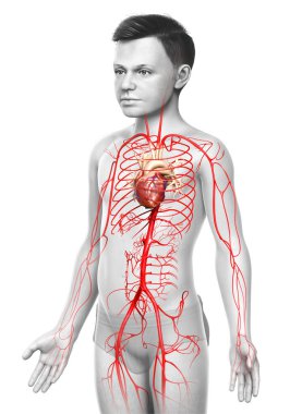 3D, genç erkek atardamarlarının tıbben doğru çizimi.