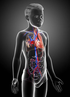 3D, tıbbi olarak genç bir çocuğun akciğer anatomisini gösteriyor.