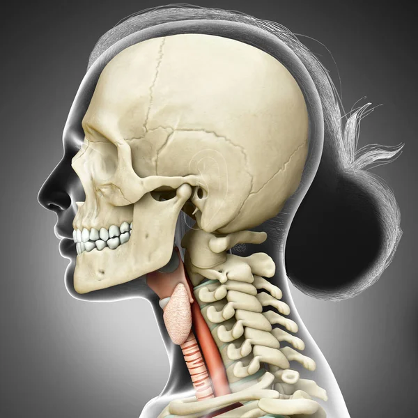 Wykonane Medycznie Dokładna Ilustracja Anatomii Krtani Żeńskiej — Zdjęcie stockowe