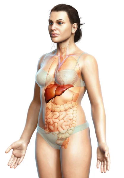 Utförd Medicinskt Korrekt Illustration Kvinnlig Leveranatomi — Stockfoto