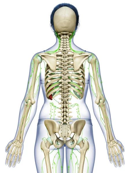 Renderowane Medycznie Dokładna Ilustracja Żeńskiego Układu Limfatycznego — Zdjęcie stockowe