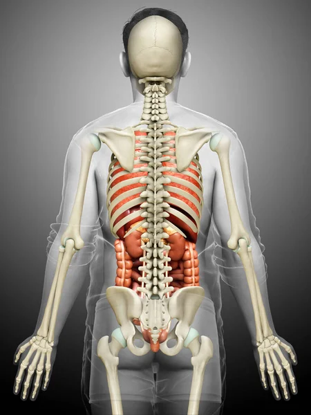Renderizado Ilustração Medicamente Precisa Órgãos Internos Masculinos Sistema Esqueleto — Fotografia de Stock