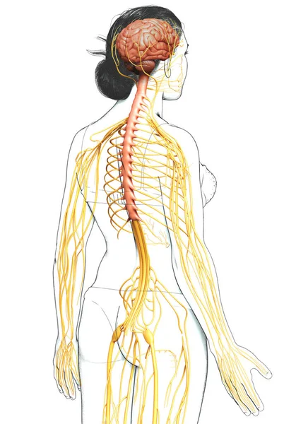 Renderizado Ilustración Médicamente Precisa Sistema Nervioso Femenino — Foto de Stock