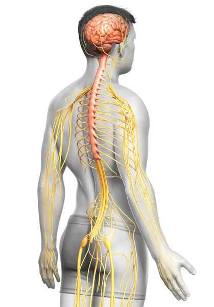 Gjorde Medicinskt Korrekt Illustration Ett Manligt Nervsystem — Stockfoto