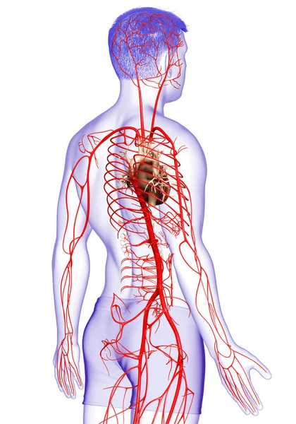 3D对男性动脉进行了准确的医学描述 — 图库照片