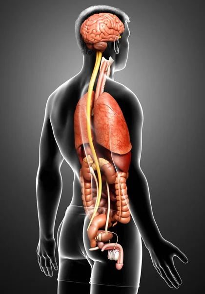 Rendu Illustration Médicalement Exacte Des Organes Internes — Photo