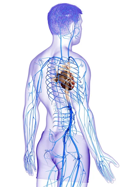 Renderizado Ilustración Médicamente Precisa Una Anatomía Venas Masculinas —  Fotos de Stock