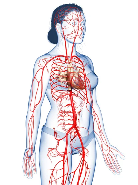 Gjorde Medicinskt Korrekt Illustration Kvinnliga Artärer — Stockfoto