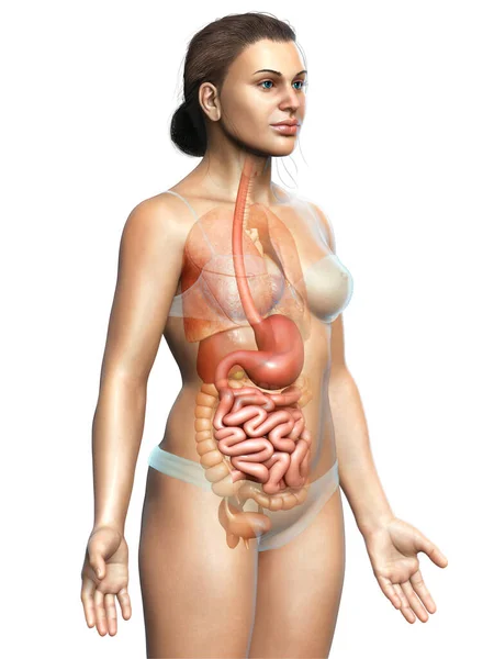 Återges Medicinskt Korrekt Illustration Kvinnlig Mage Och Tunntarm — Stockfoto