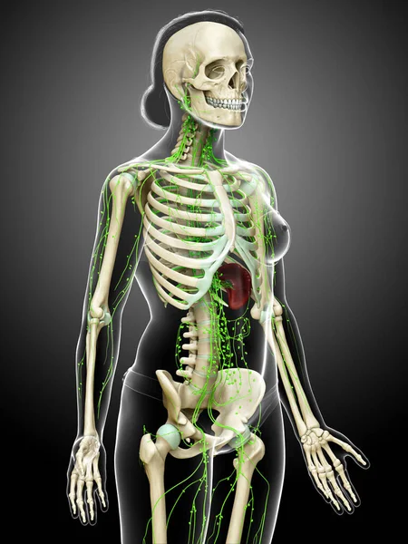 Gerenderte Medizinisch Genaue Darstellung Eines Weiblichen Lymphsystems — Stockfoto