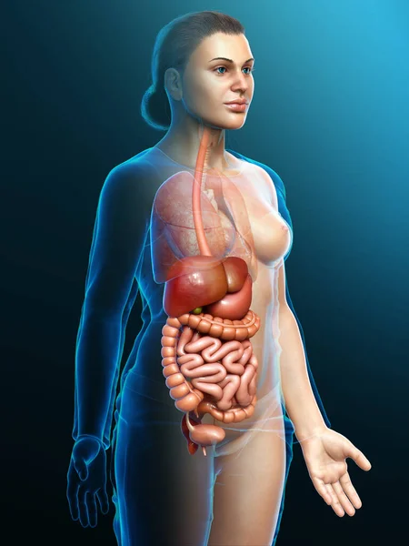 Renderizado Ilustración Médicamente Precisa Del Sistema Digestivo — Foto de Stock