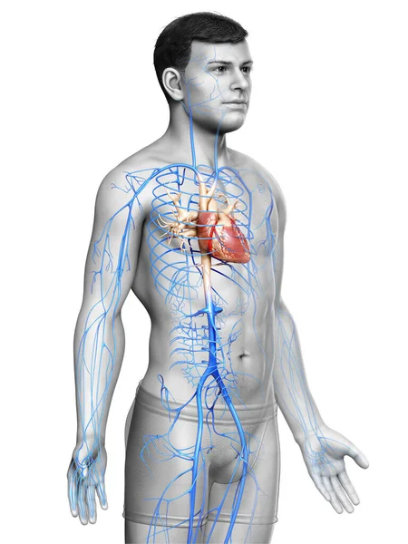 Renderowane Medycznie Dokładna Ilustracja Męskiej Anatomii Żył — Zdjęcie stockowe