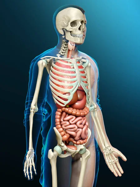 Gjorde Medicinskt Korrekt Illustration Manliga Inre Organ Och Skelett System — Stockfoto