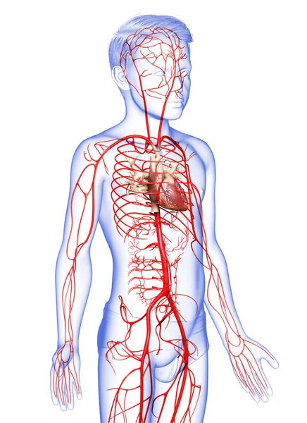 Rendered Medically Accurate Illustration Young Boy Arteries — Stock Photo, Image