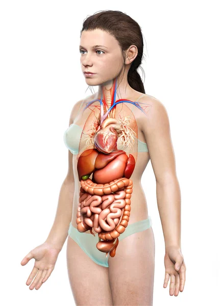 3D提供了年轻女孩消化系统的准确的医学说明 — 图库照片