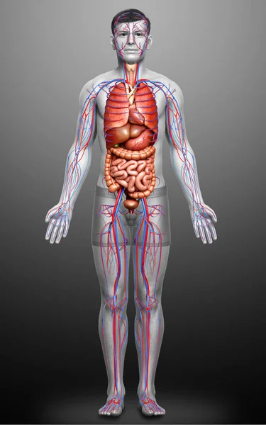 Rendered Medically Accurate Illustration Male Internal Organs Circulatory System — Stock Photo, Image