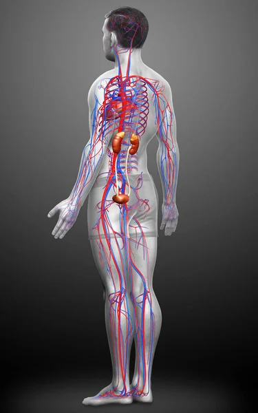Рендеринг Медицинская Точная Иллюстрация Почек Кровеносной Системы — стоковое фото