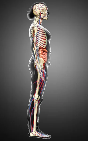 Kadın Organlarının Iskeletinin Dolaşım Sisteminin Tıbben Doğru Bir Çizimi — Stok fotoğraf
