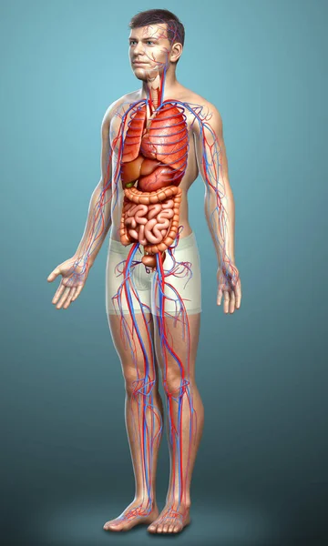 Reso Illustrazione Clinicamente Accurata Del Sistema Circolatorio Maschile Degli Organi — Foto Stock
