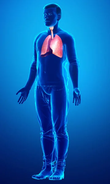 Ilustrație Precisă Din Punct Vedere Medical Unei Anatomii Pulmonare Masculine — Fotografie, imagine de stoc