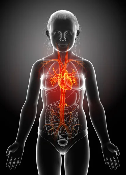 Gerenderte Medizinisch Korrekte Illustration Der Hervorgehobenen Orangen Herzanatomie Eines Jungen — Stockfoto