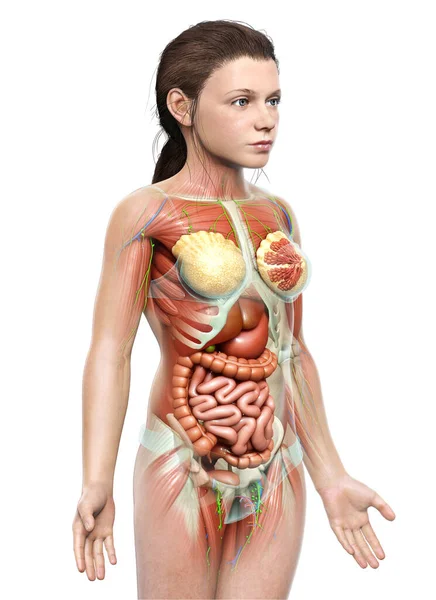 Medisch Accuraat Gemaakt Van Jonge Meisje Anatomie — Stockfoto