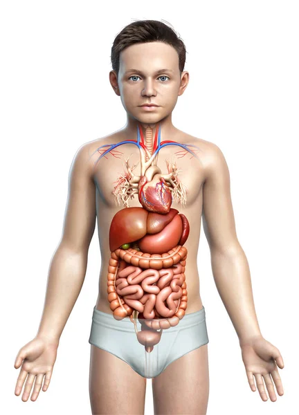 Оказана Медицинская Точная Иллюстрация Мальчика Пищеварительной Системы — стоковое фото