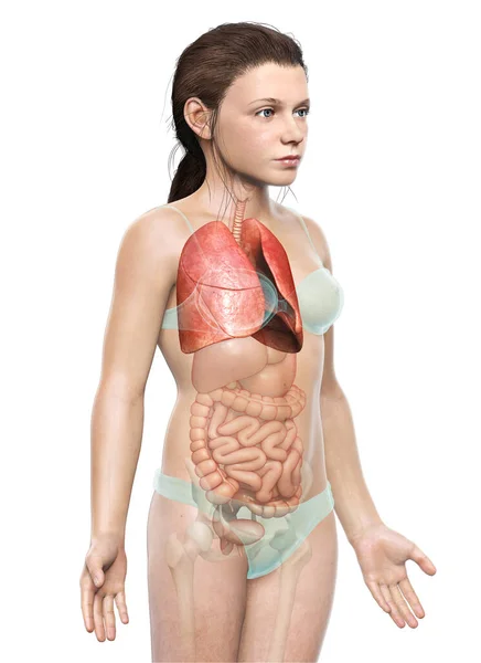 Kiolvasztott Orvosilag Pontos Illusztrációja Egy Fiatal Lány Tüdő Anatómia — Stock Fotó