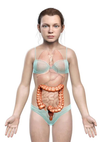 Reso Illustrazione Clinicamente Accurata Anatomia Dell Intestino Crasso Ragazza — Foto Stock