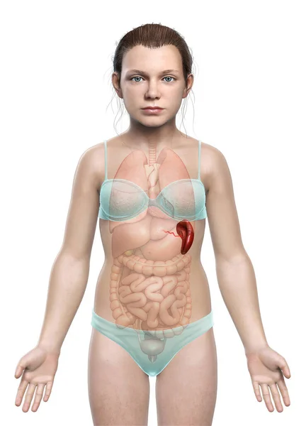 Kiolvasztott Orvosilag Pontos Illusztrációja Egy Fiatal Lány Lép Anatómia — Stock Fotó