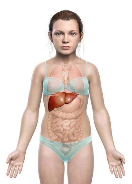 Reso Illustrazione Clinicamente Accurata Della Giovane Ragazza Anatomia Epatica — Foto Stock