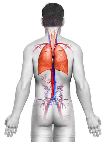 Renderizado Ilustração Medicamente Precisa Uma Anatomia Pulmonar Masculina — Fotografia de Stock