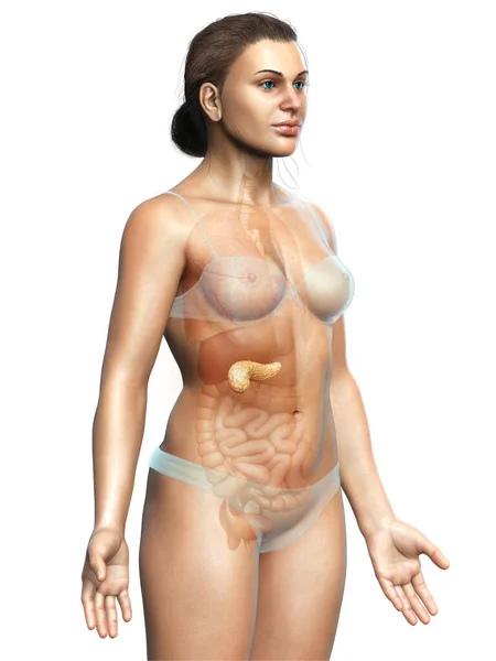 Renderizado Ilustração Medicamente Precisa Pâncreas Fêmea — Fotografia de Stock