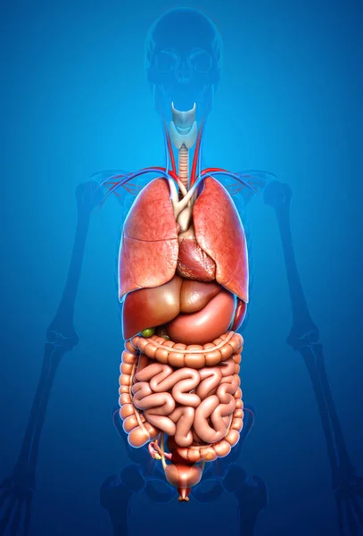 Gerenderte Medizinisch Korrekte Darstellung Der Inneren Organe — Stockfoto