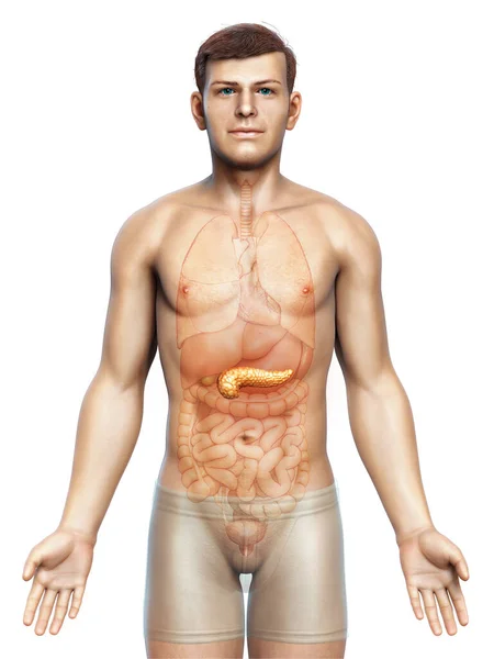 Vykreslené Lékařsky Přesné Zobrazení Mužské Slinivky Břišní — Stock fotografie