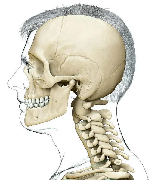 Renderizado Ilustração Medicamente Precisa Scull Masculino Anatomia Pescoço — Fotografia de Stock