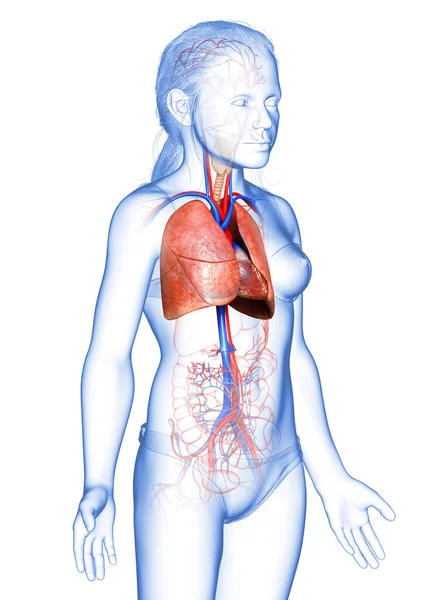 三维绘制的 医学上准确的年轻女孩肺解剖学图像 — 图库照片