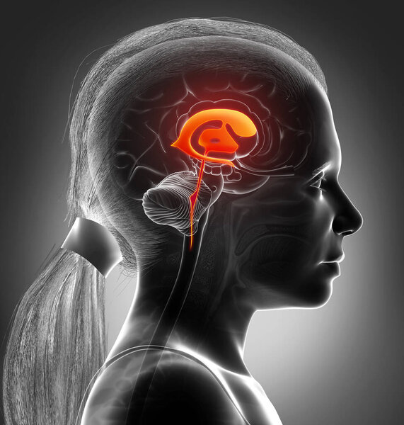 3D рендеринг медицинской иллюстрации девушки мозг желудочки анатомии
 