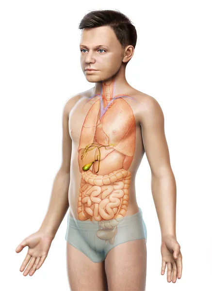 Orvosilag Pontos Illusztrációja Fiatal Fiú Szervek Epehólyag Anatómia — Stock Fotó