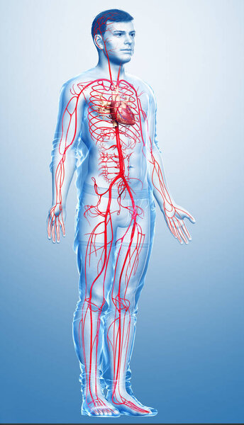 3d оказана медицинская точная иллюстрация мужских артерий

