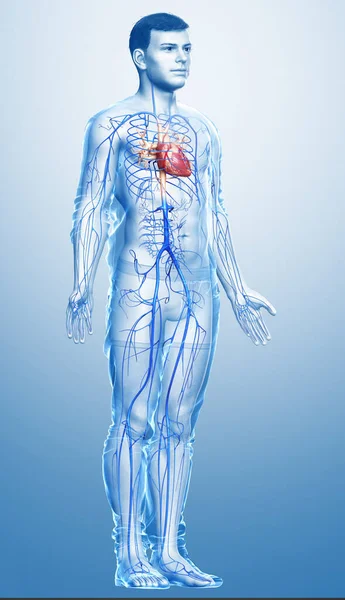 Renderizado Ilustração Medicamente Precisa Uma Anatomia Das Veias Masculinas — Fotografia de Stock