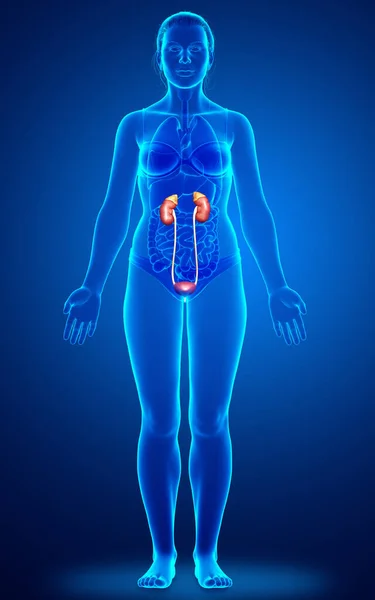 Gerenderte Medizinisch Korrekte Darstellung Der Weiblichen Nieren — Stockfoto