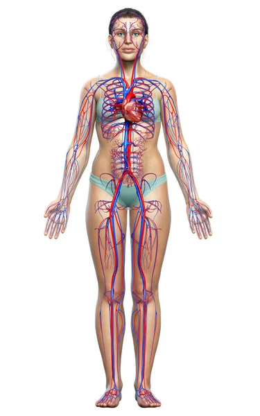 Gjorde Medicinskt Korrekt Illustration Kvinnligt Hjärta — Stockfoto