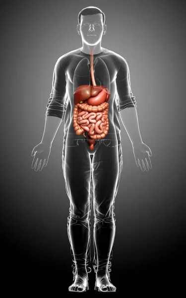 Rendered Medically Accurate Illustration Male Digestive Syste — Stock Photo, Image