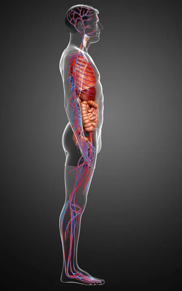 Reso Illustrazione Clinicamente Accurata Degli Organi Interni Femminili Del Sistema — Foto Stock