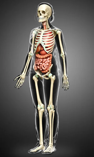 Renderizado Ilustración Médicamente Precisa Órganos Internos Femeninos Esqueleto Syste — Foto de Stock