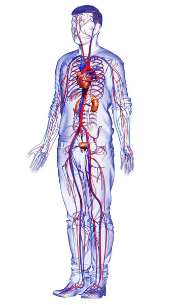 Reso Illustrazione Clinicamente Accurata Dei Reni Del Sistema Circolatorio — Foto Stock