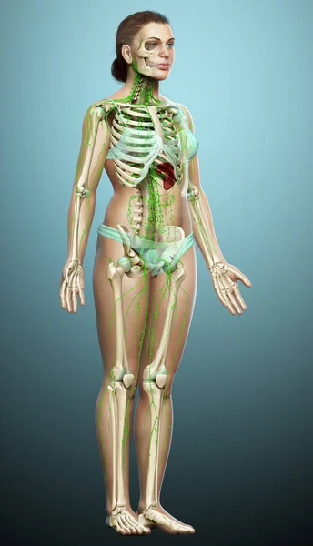 Rendered Medically Accurate Illustration Female Lymphatic System — Stock Photo, Image