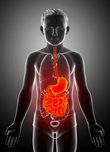 3Dレンダリング 若い男の子の胃や小腸の医学的に正確なイラスト — ストック写真